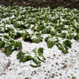 农业农村部紧急部署安排 强降雪和低温雨雪冰冻天气防范工作