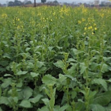 2023年全国油菜高产竞赛结果揭晓 道县沅江桃江榜上有名