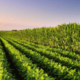农业农村部农垦局印发方案要求农垦系统 带头扩种大豆油料　挖潜力提单产增总产
