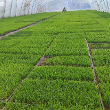 工厂化育秧“科技范儿”十足