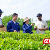 采茶、制茶、识茶……湖南农业大学留学生体验指尖上的“中国功夫”