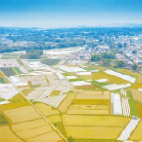 应急种植技术 补齐新建高标准农田短板