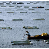 种群结构优化水质提升 长江生物多样性保护见成效