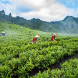 带领湖南省石门县薛家村村民种茶走上致富路 父女接力  帮扶山村