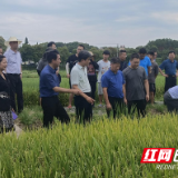 湖南省水稻体系召开早稻新品种新技术观摩和上半年工作总结交流会