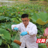 农大博士团走进平江 助力生态莲藕产业提升 