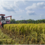 早稻谷入仓过半，晚稻秧已插两成