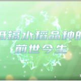 低镉水稻品种的前世今生——镉低积累水稻品种(低镉臻两优8612)在湖南的推广普及