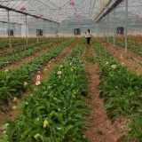 湖南衡阳：走农业生产与生态保护齐头并进新路子