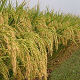 湖南省娄底市双峰再生稻种植面积达12万亩