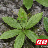 湖南省发现重楼属植物新种雪峰山重楼