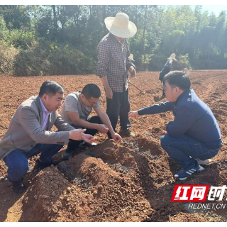 湖南省中药材产业技术体系专家赴株洲开展产业调研和技术服务