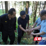 湖南省中药材产业技术体系岗站联动 助力中药材产业健康发展