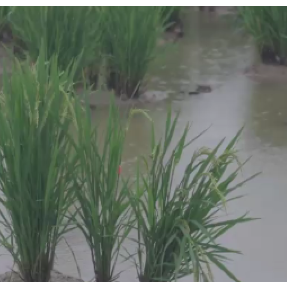 三个注意事项 稻鱼养殖户如何应对强降雨