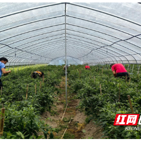 怀化洪江沅城村：大棚种植作物喜获丰收 助力农文旅融合