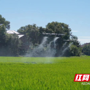 万台无人机助力湖南“虫口夺粮”保丰收