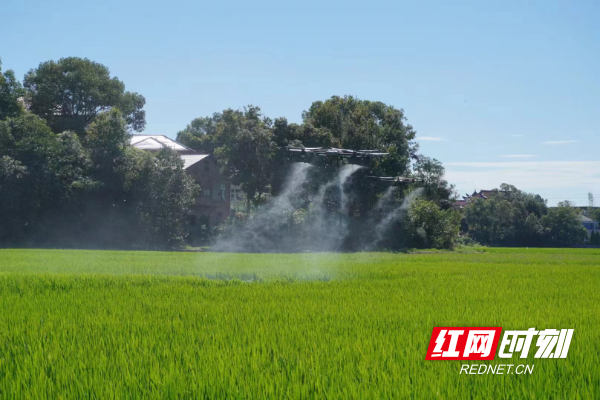 万台无人机助力湖南“虫口夺粮”保丰收