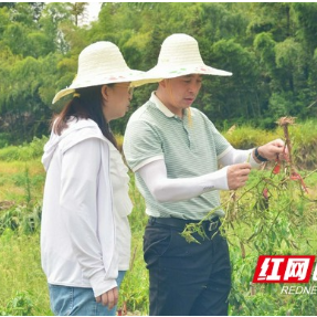 植保专家赴“一线” 救灾补损开“良方”