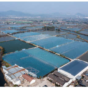 农业科普 | 水产养殖越冬指南：专家支招抗寒与减灾关键技术