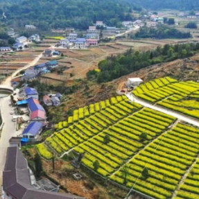 美文丨我的故乡我的根