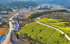 美文丨我的故乡我的根