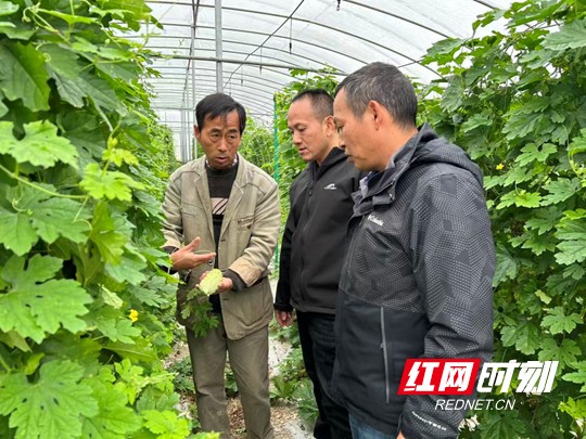 蔬菜体系2.marked.jpg 蔬菜体系2.marked.jpg