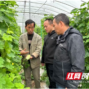 湖南省蔬菜产业技术体系护航怀化蔬菜产业发展