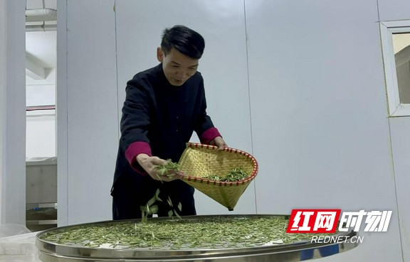 乡村追梦人丨张良芳：福鼎茶人扎根汝城，让“白毛贡茶”变“致富金叶”