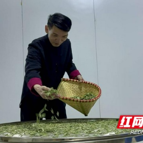 乡村追梦人丨张良芳：福鼎茶人扎根汝城，让“白毛贡茶”变“致富金叶”