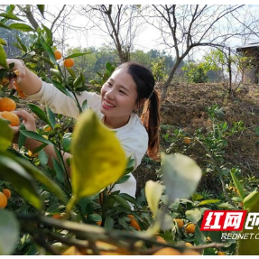 乡村追梦人丨蒋丽萍:“姜”山如画,“e”路生花