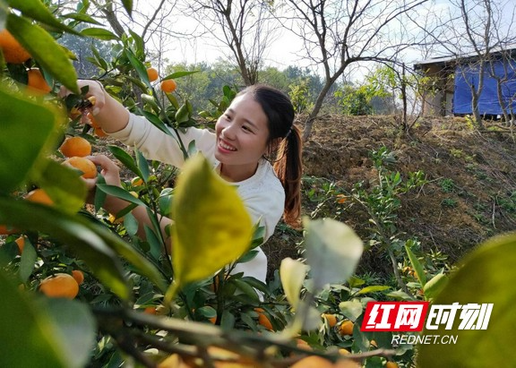 乡村追梦人丨蒋丽萍：“姜”山如画，“e”路生花