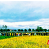 邵阳洞口:粮油产能提升高素质农民培训班开班,为乡村振兴注入新动能