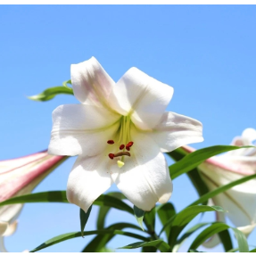 原创性创新激活乡村产业，湖南三企树立振兴新样本