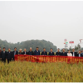 爽两优138打破我国再生稻周年亩产纪录