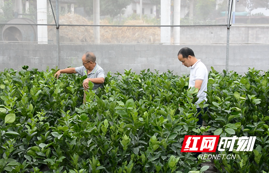 lss2.marked.png lss2.marked.png