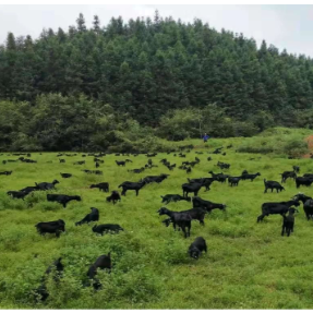 双创赋能乡土 集成创新领航