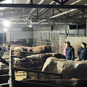 院坝里来了养牛顾问，既泼“冷水”又指“新路”