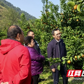 湖南省农业农村厅赴宁远调研指导乡村振兴工作