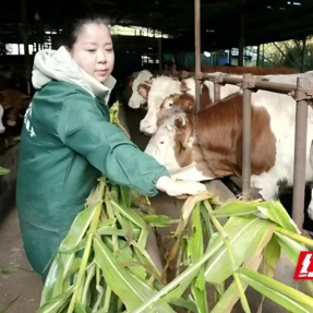 乡村追梦人丨王易林:巾帼逐梦黄牛场 “牛”途漫漫践初心
