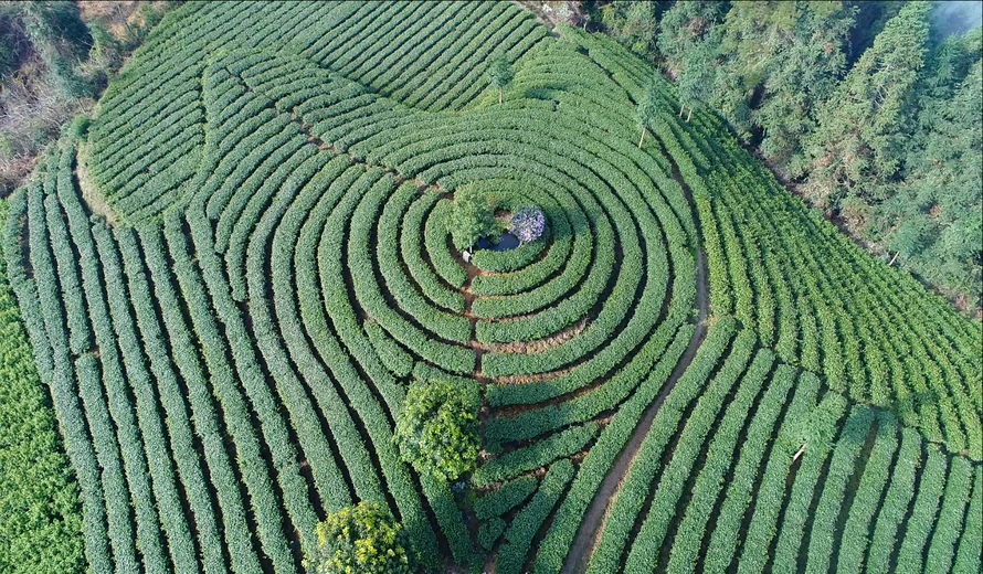 保靖黄金茶：大山里的“绿色金矿”