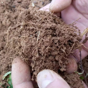 农业科普 | 中药材种植基地汛期防灾减灾技术要点