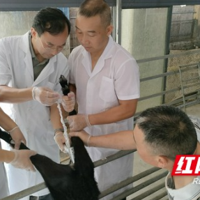 湖南省农科院助力湘东黑山羊特色产业发展