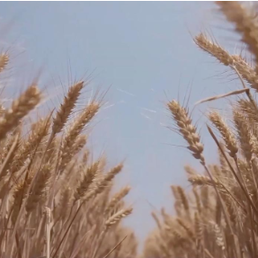 多措并举 为“三夏”生产保驾护航