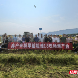 湖南米粉专用稻“松雅18”浏阳测产告捷 亩产超600公斤