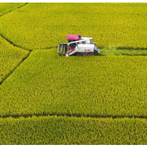 全省早稻收获完成近六成