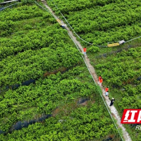 湖南工商大学服务队赴湘西古丈调研:探寻特色产业赋能乡村振兴的“本土答案”