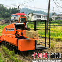 湖南桃江：“秸”尽所能激活循环农业 走出绿色增收路