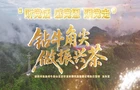 龙玲芝：钻牛角尖 做振兴茶