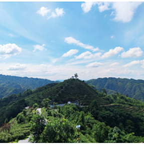 君和野茶：一片绿叶的绿色价值跃迁