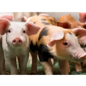 农业科普 | 湖南发布寒潮生猪养殖“保暖攻略” 专家支招应对低温雨雪冰冻天气